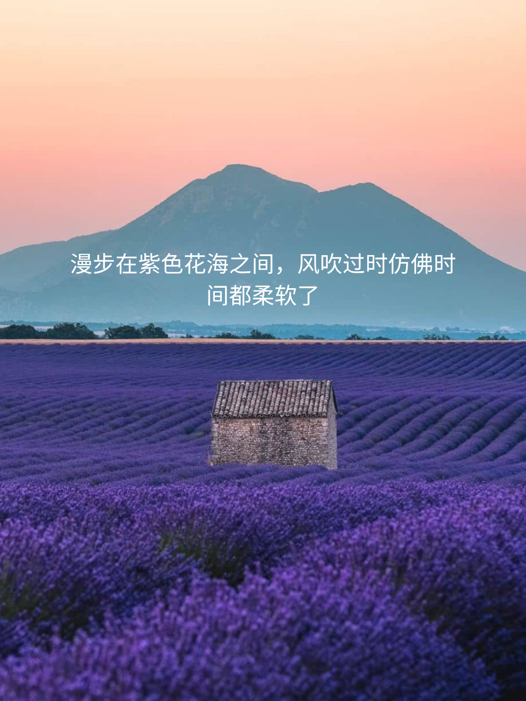2026年普罗旺斯薰衣草季出游指南provence_lavender_private_tour