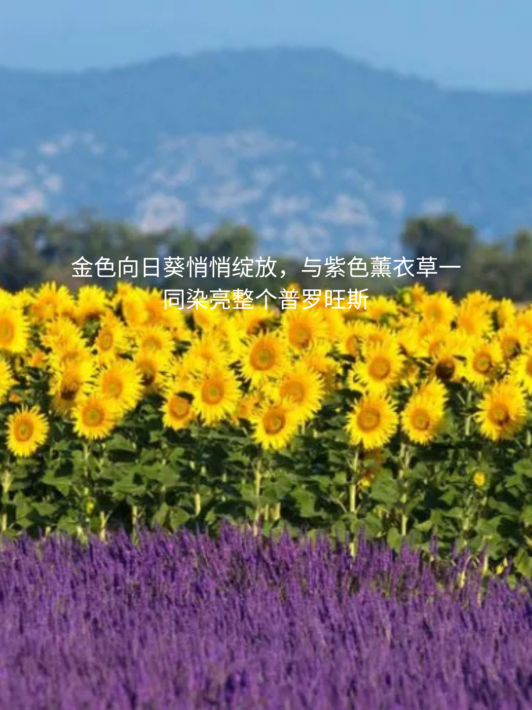 2026年普罗旺斯薰衣草季出游指南provence_lavender_private_tour