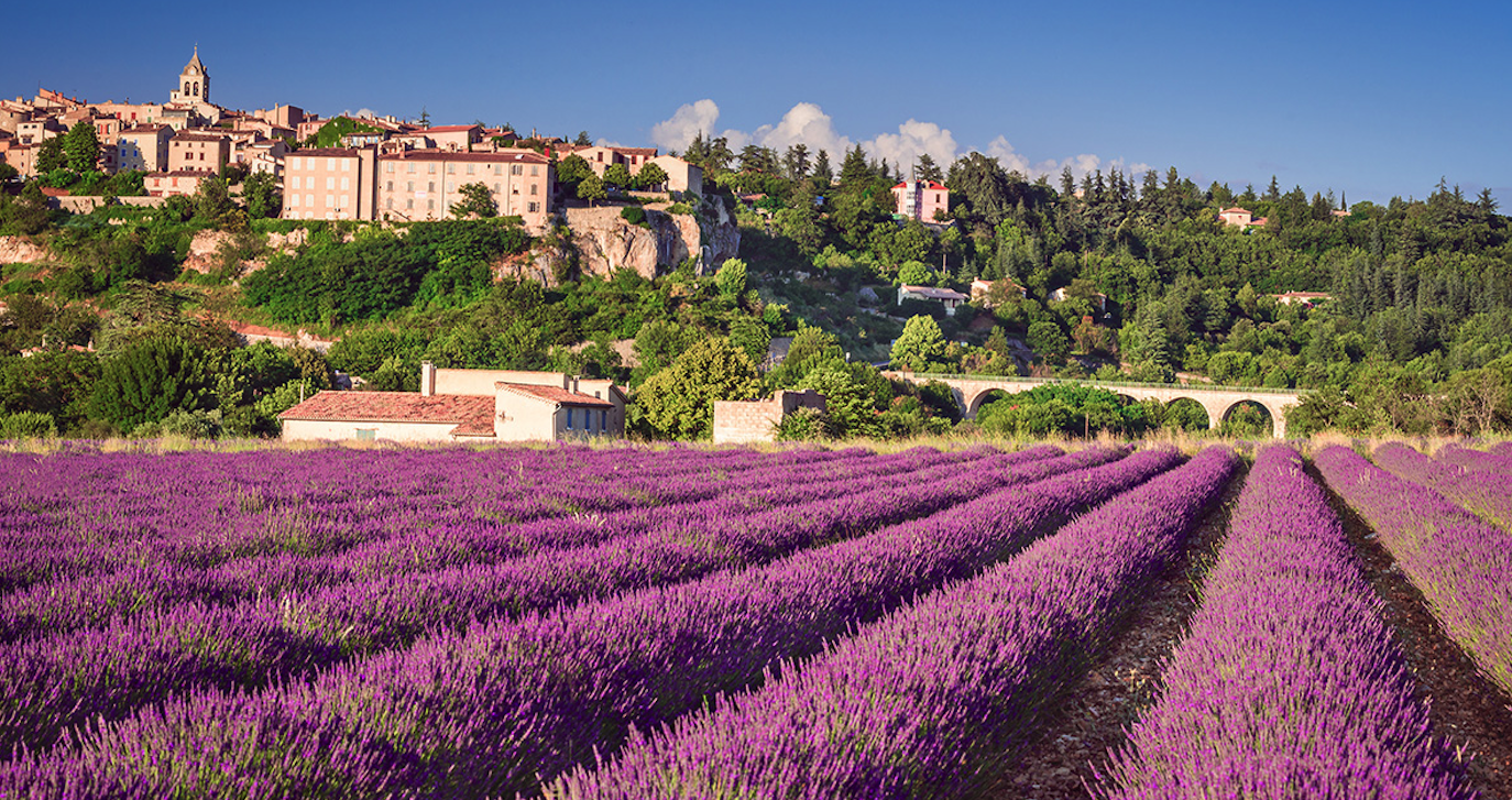 薰衣草花期预报provence-lavender-season