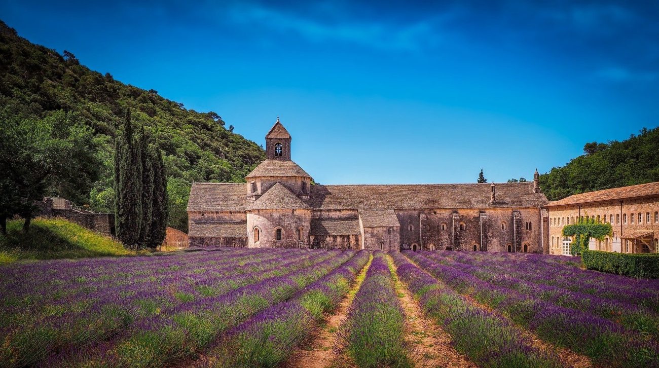 薰衣草花期预报provence-lavender-season