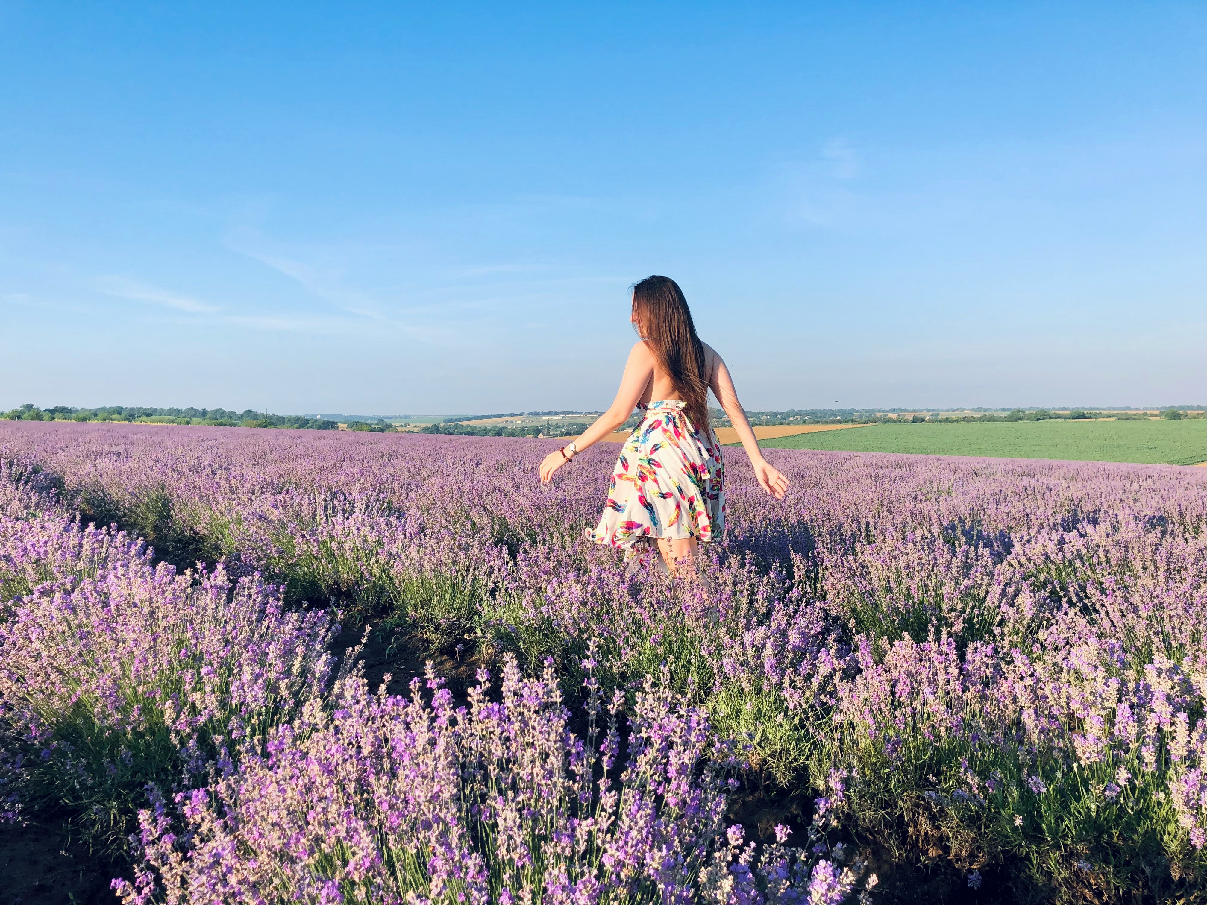 薰衣草花期预报provence-lavender-season