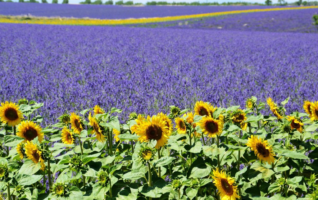 薰衣草花期预报provence-lavender-season
