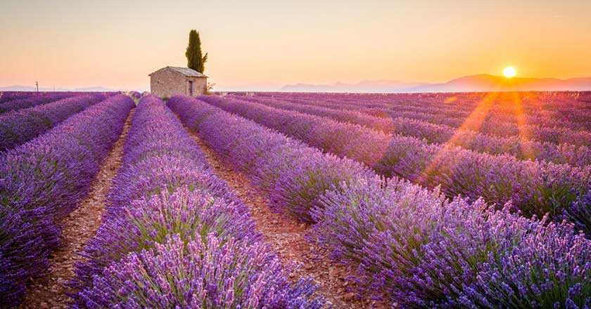 薰衣草花期预报provence-lavender-season