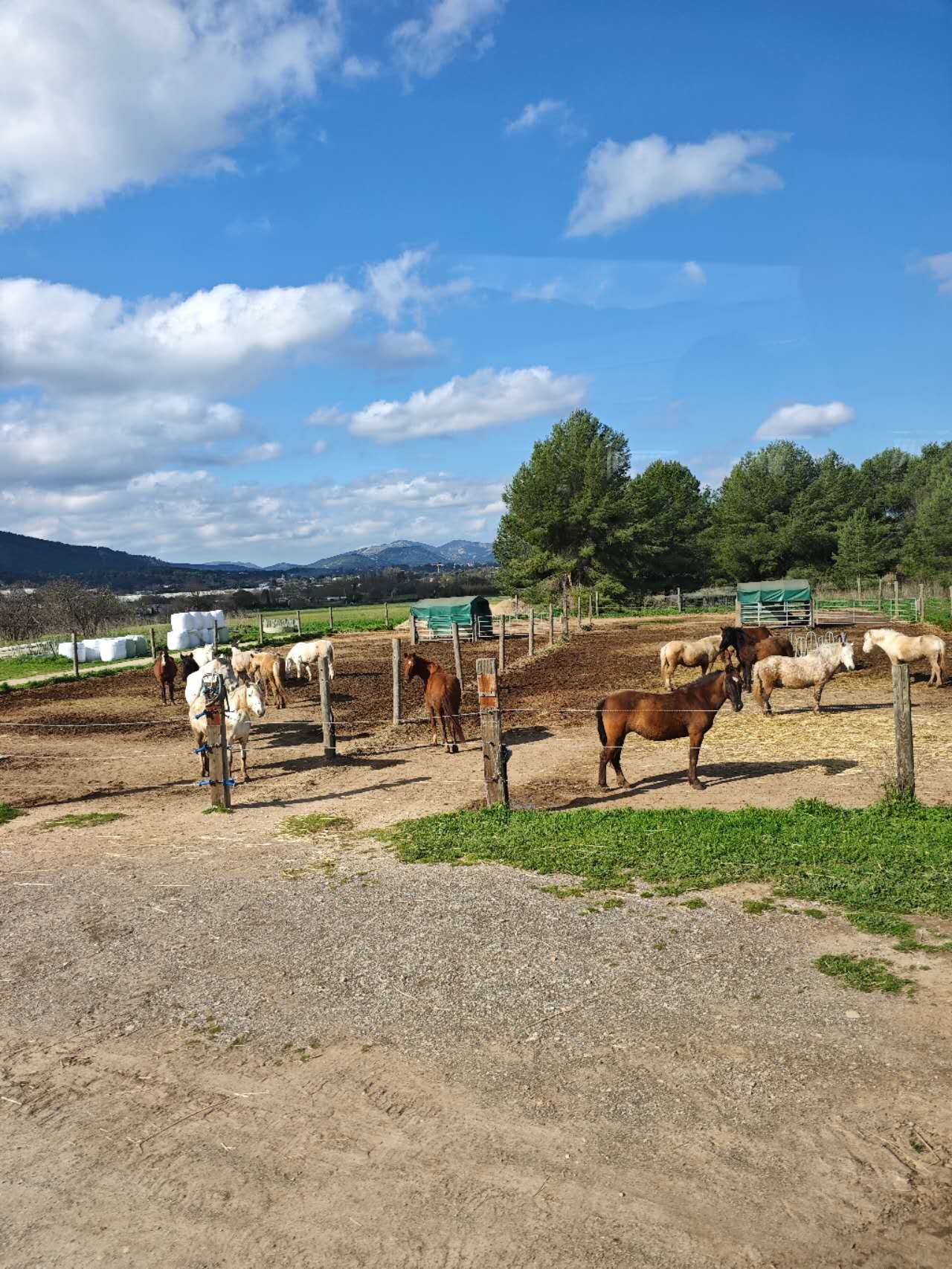 riding-a-poney-on-a-french-farm法国骑小马