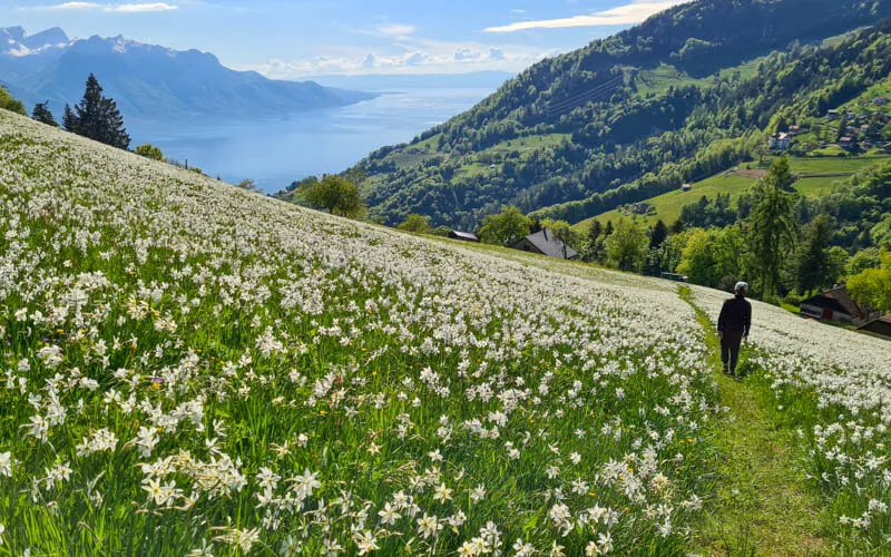 aolitravel.com-montreux-top-17-things-to-do
